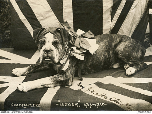 Leather lifting straps lying on a rubber barbell plates
